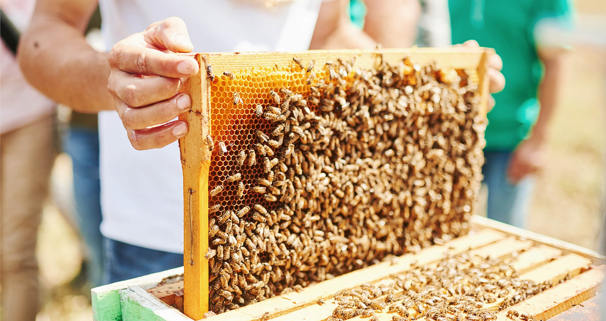 bee hive