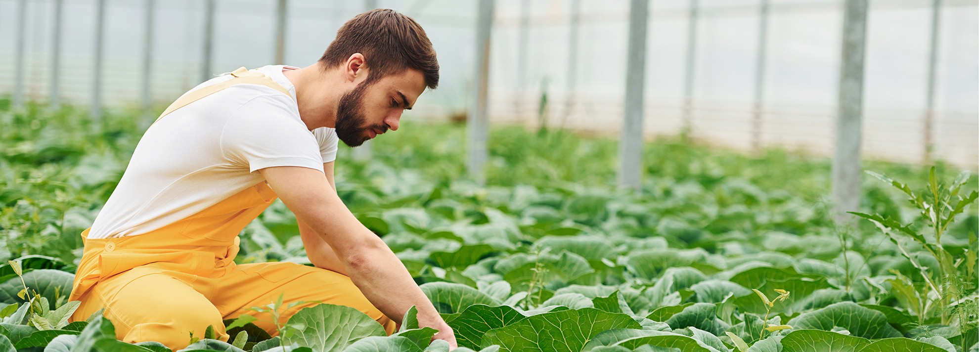 man managing crop