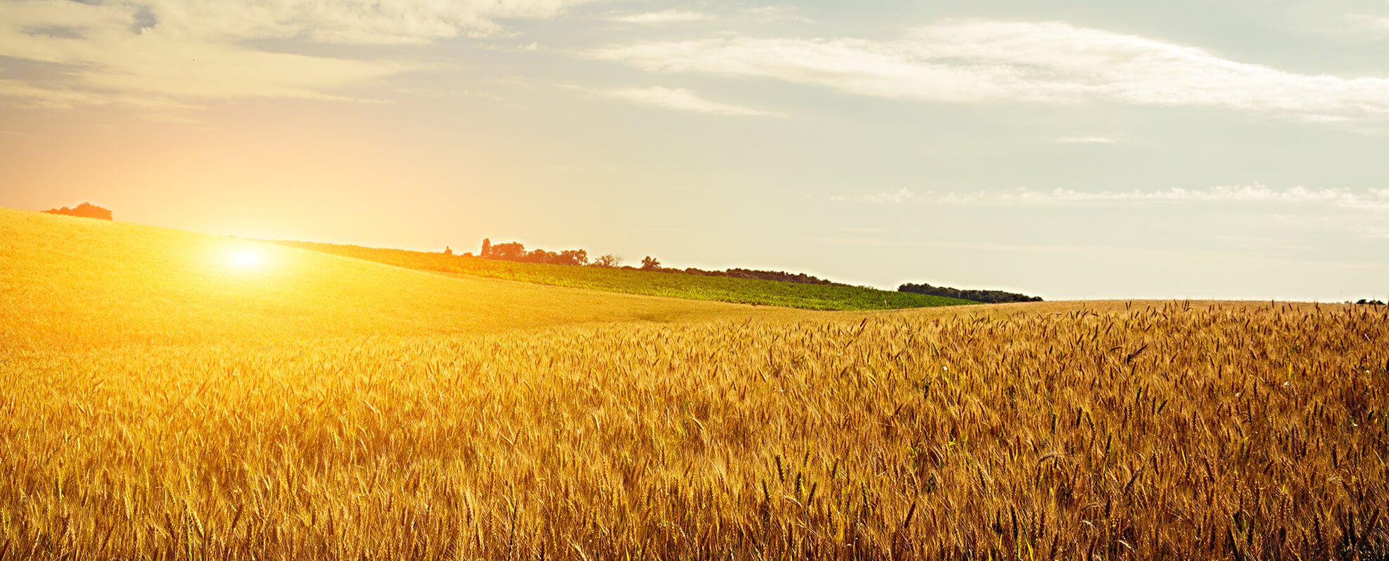 field of wheat