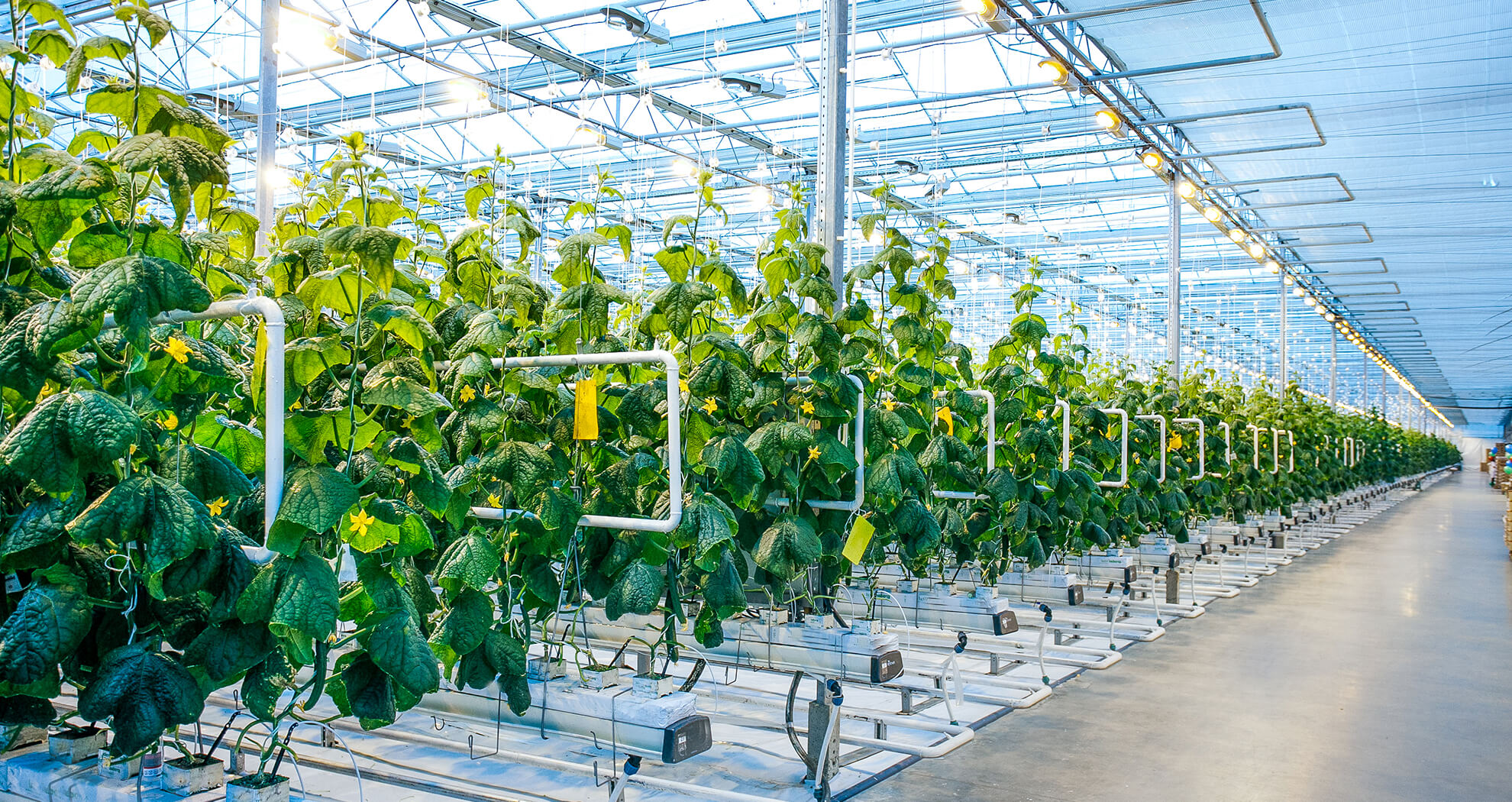 plants in greenhouse