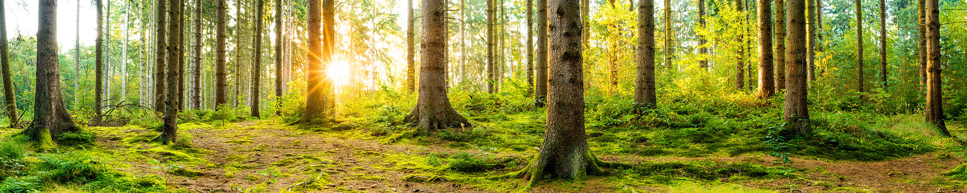 forest