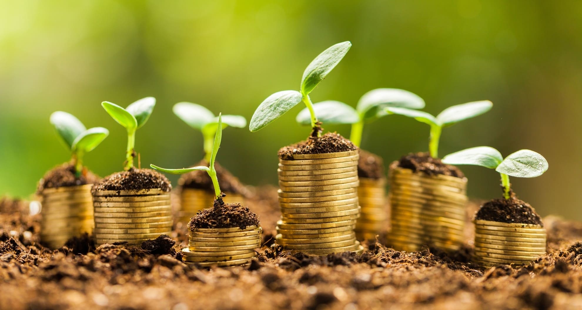 plant growing on coin stacks