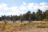 A family of four cycling through a grassy terrain near a forrest.